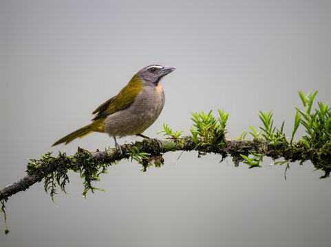 Buff-throated Saltator Perched on Mossy Branch in Tropical Forest
