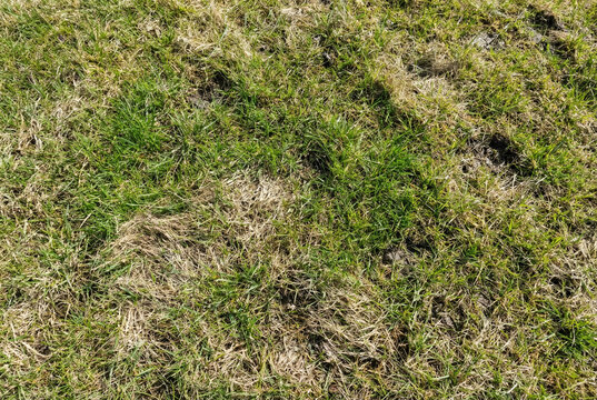Patchy lawn with green and dry grass closeup, concept of spring lawn repair and garden maintenance

