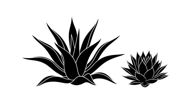 Minimalist black and white illustration featuring two agave plants of differing sizes high quality professional detailed