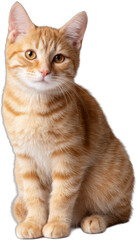 Obraz premium Orange tabby cat with golden eyes gaze directly at viewer on black