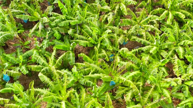 Aerial view of Banana plantations in Mindanao, Philippines. Nature green leaf of banana tree in field.