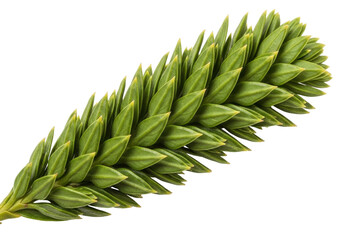 Fototapeta premium Close-up of a vibrant green pine branch with sharp, pointed needles against a black background