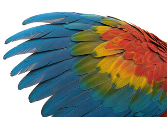 Obraz premium Close-up macro view of vibrant blue, yellow, and red macaw wing feathers