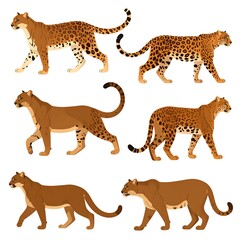 Fototapeta premium Several big cats in various poses walking, with spotted or solid coats, isolated on white background