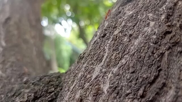 Group of red ants working together on a tree branch, teamwork concept