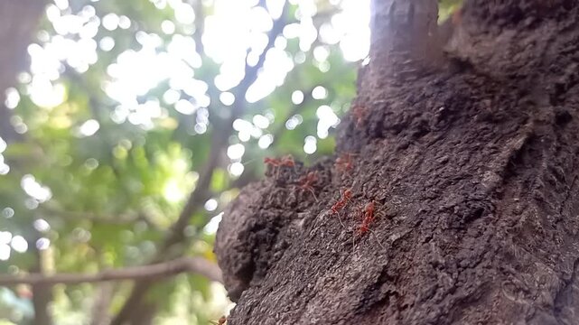 Group of red ants working together on a tree branch, teamwork concept