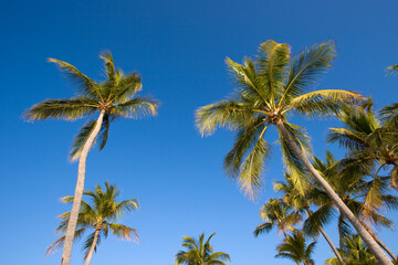 Fototapeta premium Beautiful Coconut Palm Trees in the tropics