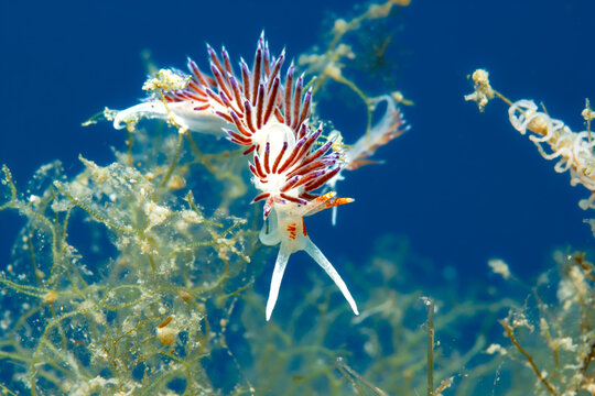 Life Cycle: A Violet Aeolid nudibranch (Cratena peregrina) on hydroids next to its spiral egg mass in the Mediterranean Sea, Spain