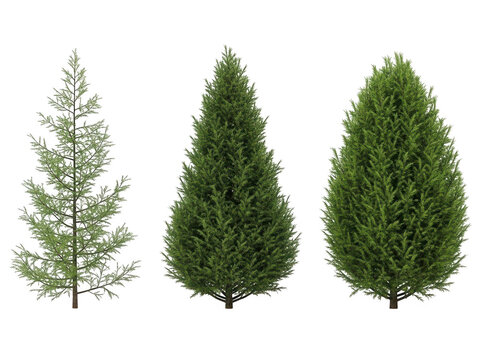 Three different types of coniferous trees side by side
