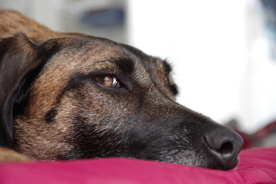 portrait d'un malinois sur un coussin rouge