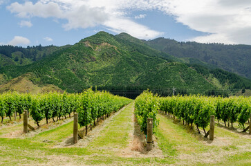 Fototapeta premium Blenheim Vineyards in Marlborough, New Zealand. There are rows of grapevines stretching into the horizon, bordered by lush greenery and flowering plants in the foreground.