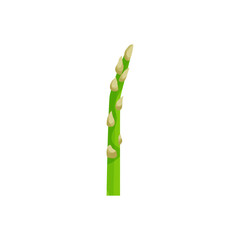Vector illustration of a light green letter I made of asparagus.