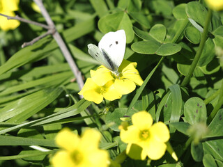 Small White butterfly (Pieris rapae) siping nectar from a Bermuda buttercup yellow flower © Paolo