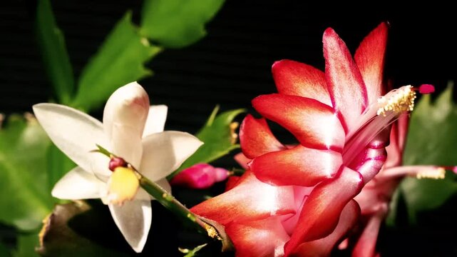 Timelapse of blooming Schlumbergera truncata. Christmas cactus Isolated black background, close up. 