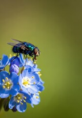 Fototapeta premium An iridescent bluebottle insect rests briefly on a cluster of delicate, vivid blue blossoms during the warm spring season, biological, close up, vibrant