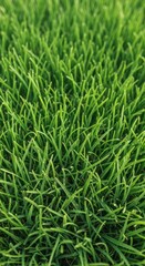 Close up texture of bright green lawn grass blades in a wide natural meadow field surface for seamless background use with copy space, fresh, surface, flora