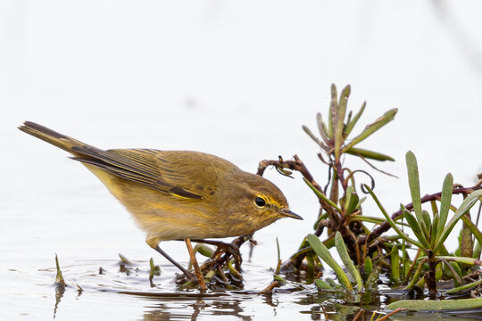 Phylloscopus collybita, a chiffchaff, standing in shallow water among green aquatic plants