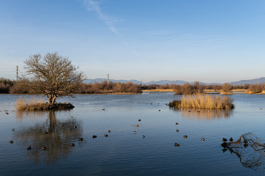 Fulica atra and anas platyrhynchos swimming on a calm water surface, reflecting a solitary tree