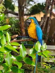 Yellow parrot sitting on a branch
