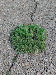 Early spring green grass breaks through the asphalt