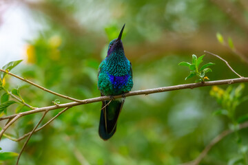 Iridescent Sparkling Violetear hummingbird (Colibri coruscans) captured in mid-air with wings spread at the Santuario de colibr&iacute;es in the Andes of Peru.