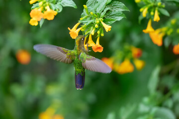 Fototapeta premium A Tyrian Metaltail hummingbird (Metallura tyrianthina) caught in mid-air while feeding on bright yellow wildflowers in the high-altitude cloud forests of the Peruvian Andes.
