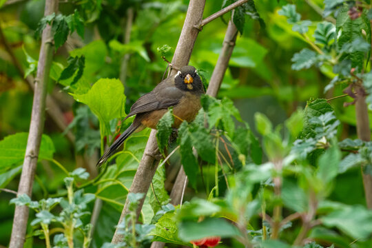 Adult Golden-billed Saltator (Saltator aurantiirostris) perched on a branch, showcasing its bright orange bill and distinctive black and white facial markings.