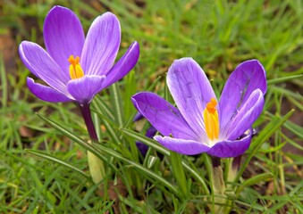 Purple crocus flowers