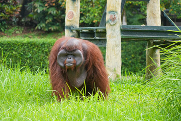 Male flanged Bornean orangutan sitting on green grass, eating leaves in a conservation area. © Alvi Prasetya