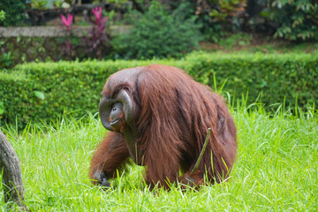 Male flanged Bornean orangutan sitting on green grass, eating leaves in a conservation area. © Alvi Prasetya