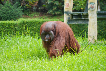 Male flanged Bornean orangutan sitting on green grass, eating leaves in a conservation area. © Alvi Prasetya