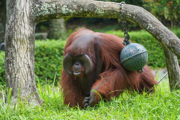 Male flanged Bornean orangutan sitting on green grass, eating leaves in a conservation area. © Alvi Prasetya