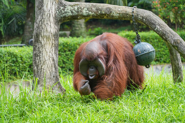 Male flanged Bornean orangutan sitting on green grass, eating leaves in a conservation area. © Alvi Prasetya