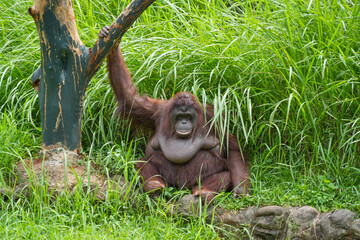 Male flanged Bornean orangutan sitting on green grass, eating leaves in a conservation area. © Alvi Prasetya