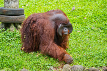 Male flanged Bornean orangutan sitting on green grass, eating leaves in a conservation area. © Alvi Prasetya