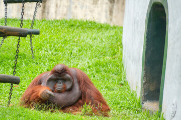Male flanged Bornean orangutan sitting on green grass, eating leaves in a conservation area. © Alvi Prasetya
