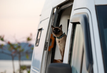Cat looks out from the door of a camper van at sunset by a lake with mountains in the background © nikopacheco
