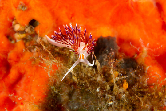 Electric Contrast: A Violet Aeolid nudibranch (Cratena peregrina) crawling on hydroids against a vibrant orange sponge background, Tamariu, Spain