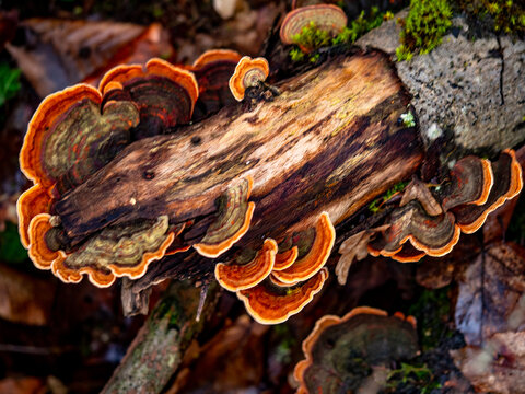 Baumpililze auf einem modrigen Baumstamm im Wald