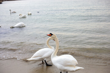 Two white swans standing and swimming at sandy beach shoreline, gentle sea waves washing over their feet creating calm coastal wildlife scene