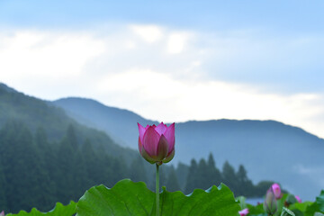 早朝のハスの花