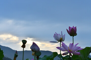 早朝のハスの花