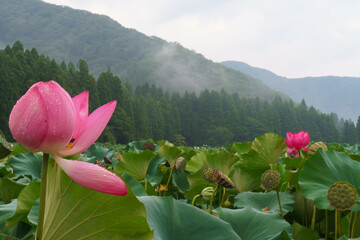 早朝のハスの花
