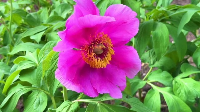 Pink peony flower. Paeonia anomala subsp. veitchii (Lynch) DYHong KYPan flower in garden outdoor	
