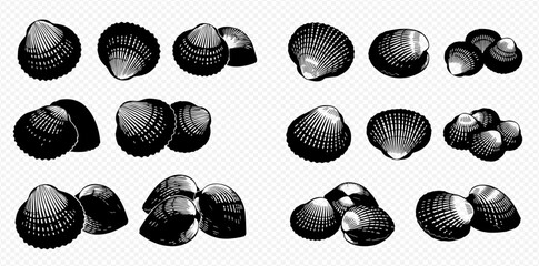 A detailed collection of clam and cockle shells illustrated in a vintage black and white engraving style. © Akun