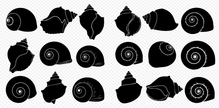 A diverse collection of black seashell silhouettes isolated on a transparent background.