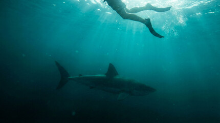 Obraz premium Quiet deepsea setting featuring hidden predator and sunlight penetration