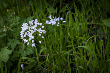 Close up of white neapolitan garlic flowers blooming in thick green grass.  Beit Keshet nature reserve in Israel. Mountains and hills.