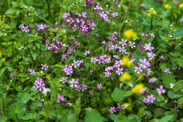 Fototapeta premium Beit Keshet nature reserve in Israel. Rocky landscape covered with pink wildflowers and green grass in the forest. Ricotia lunaria. 