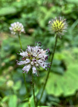 Behaarte Karde (Dipsacus)